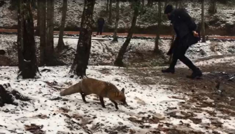 Ormanda tilki süprizi