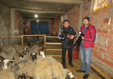 Yalıhüyük Romanov koyunu ile tanışıyor