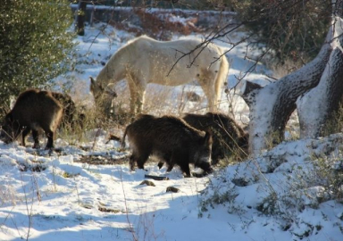 Foça'da domuz sürüsü şehre indi