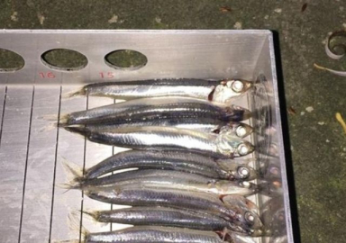 5 ton hamsiye el konuldu