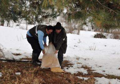 Bilecik'te yaban hayvanlar için doğaya yem bırakıldı