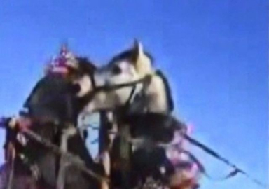 Buz tutan Çıldır gölünde kızağa takılı atlar kavga etti