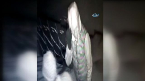 Aynı iş hanına altıncı kez giren hırsızlar kamerada