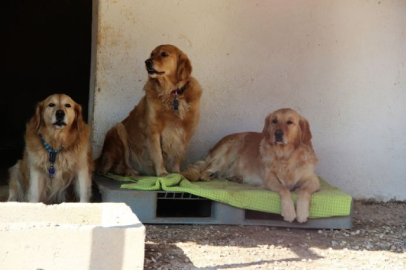'Golden Çetesi'ne belediye el koydu