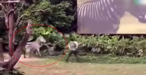 Zebra bakıcısına böyle saldırdı