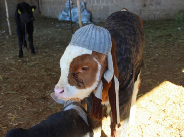 Hayvanları çocukları gibi giydirdi