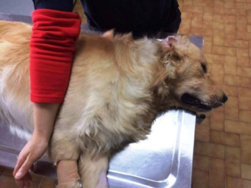 Çanakkale'de hayvan katliamı