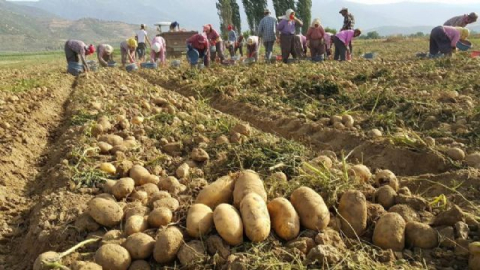 Patateste ekimler gecikti