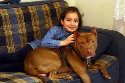 Pitbull ile 8 yaşındaki kızın dostluğu şaşırtıyor