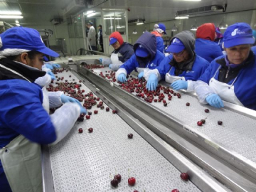 Türk kirazı ve üzümü Almanya'dan Avrupa'ya açılacak