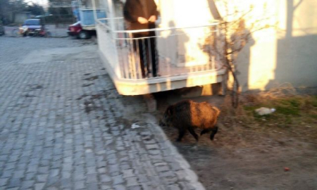 Aç kalan domuz şehre indi