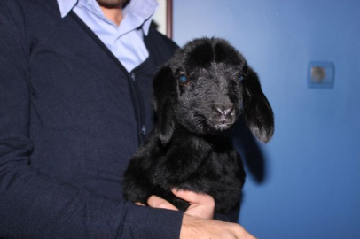 İnanamayacaksınız: Yetim kuzu 'anne' diye bağırıyor