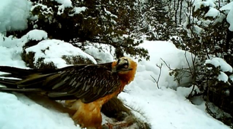 Türkiye'de nadir görülen 'Sakallı Akbaba' görüntülendi
