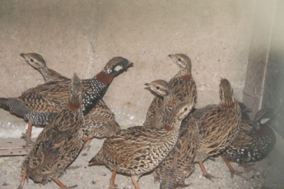 Bu şekilde bulundular!