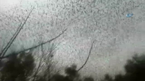 Kuşların deprem bölgesinden kaçışı görüntülendi