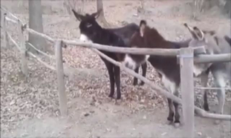 Eşek deyip geçme...