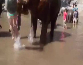 Fil turist kadını böyle fırlattı