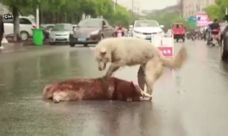 Bunun adı dostluk !