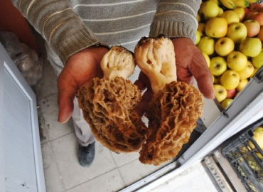 Bu mantarın kilosu 150 TL