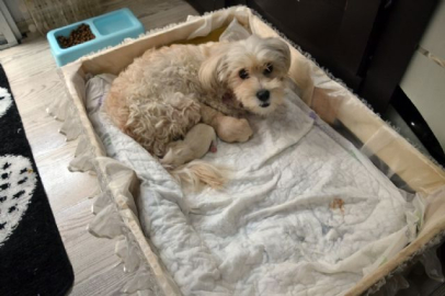 'Anne' diyen köpek şaşırttı