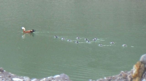 12 angut yavrusu anneleriyle kum ocağına sığındı