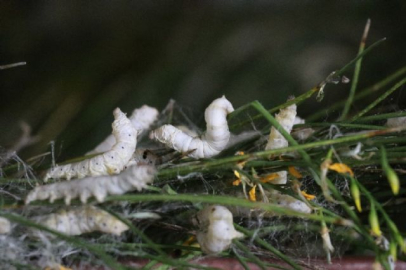 40 günde 15 bin TL!