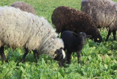 Çobandan kuzu ölümlerini azaltan yöntem