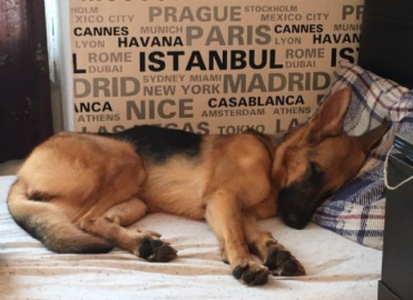 Köpeğini getirene 5 bin lira verecek