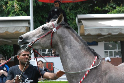 Atlar bu kez güzellik için yarıştı