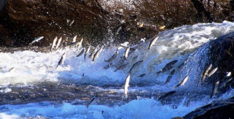 Balıkların dansına yoğun ilgi