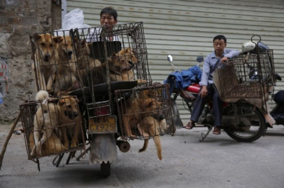 Köpek katliamına geçici yasak
