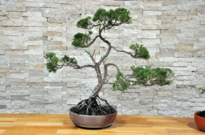 Huzur veren uğraş: Bonsai