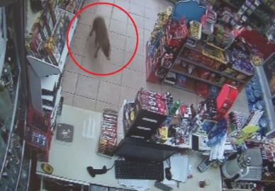 Acıkan çakal alışverişe çıktı