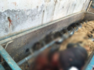 Yem makinesinde feci ölüm