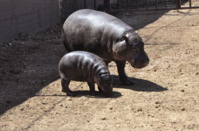 Mela ilk kez ziyaretçileriyle buluştu