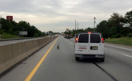 Kaz ailesi otobanda trafiği durdurdu