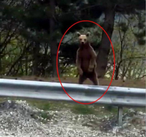 Ilgaz Dağı'nda yavru ayı vatandaş kamerasına yakalandı