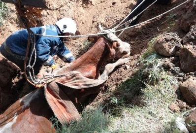 Kuyuya düşen inek kurtarıldı