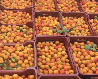 İran'dan Katar'a 180 ton meyve