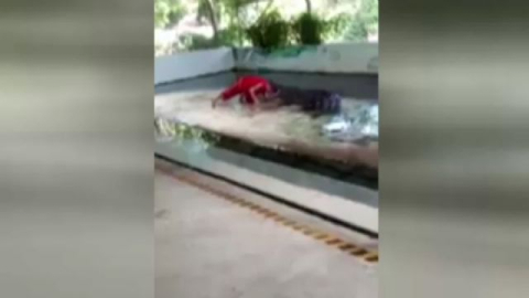 Dev timsahla gösteri canından ediyordu