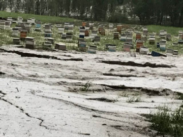 Sivas'ta tarlaları dolu vurdu