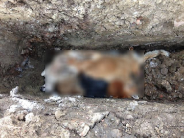 Barınakta köpeklerin zehirlendiği iddiası ortalığı karıştırdı