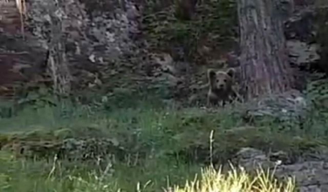 Balık tutarken ayıyla karşılaştılar