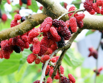 Sağlık iksiri: Dut