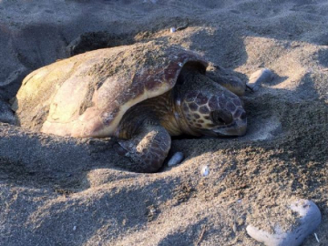 Caretta Carettalar yumurta bırakmaya başladı