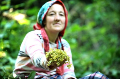 Dünyanın en büyük ıhlamur ormanında hasat başlad