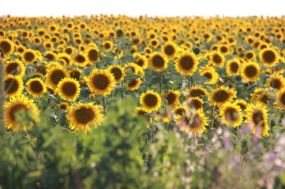 'Sarı gelin' şöleni