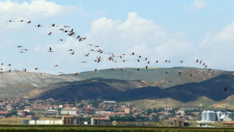 Flamingoların yeni adresi Tuz Gölü