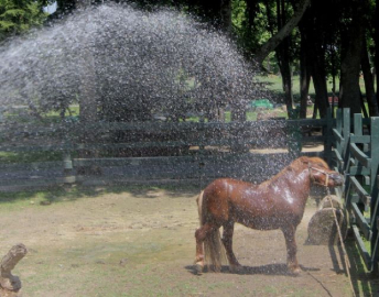 Sıcaktan bunalan hayvanlar böyle serinledi