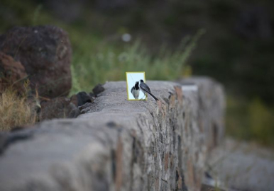 Bu kuş ayna meraklısı